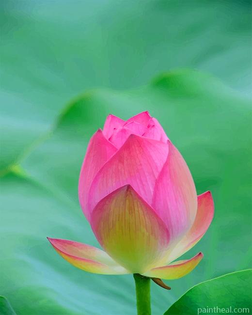 Beautiful Pink Tulip NEW Painting By Numbers Kits