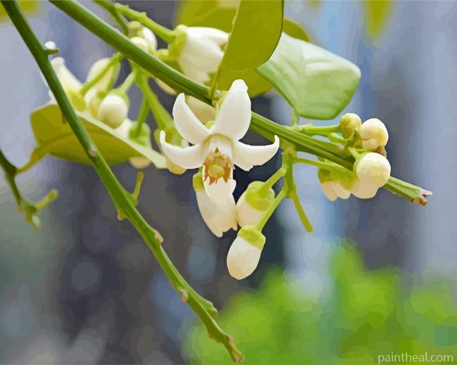 Lemon Blossoms Flowers Painting By Numbers Kits