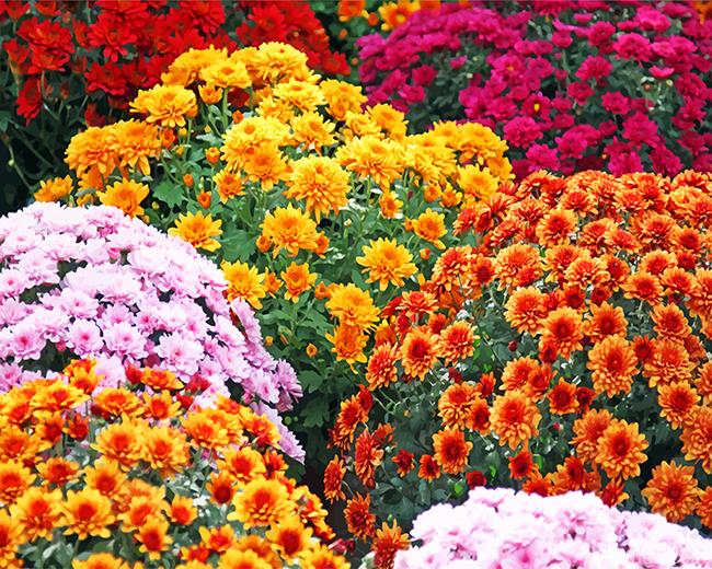 Aesthetic Chrysanthemums Painting By Numbers Kits