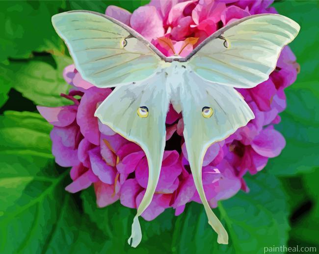 Cute Luna Moth Painting By Numbers Kits