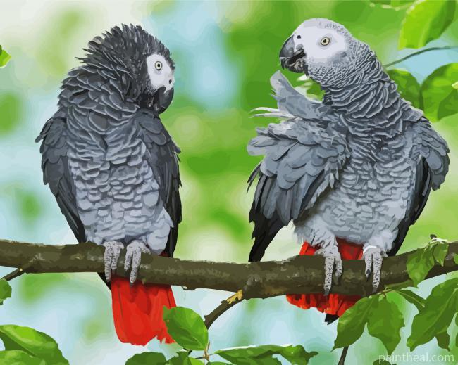 African Grey Parrots Painting By Numbers Kits