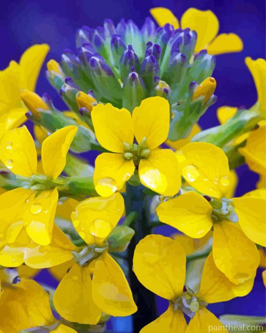 Yellow Wallflower With Water Drops Painting By Numbers Kits