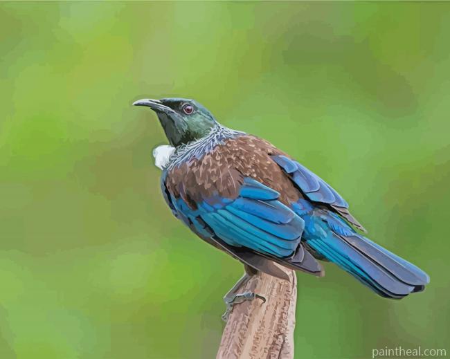 Aesthetic Honeyeater Tui Bird Painting By Numbers Kits