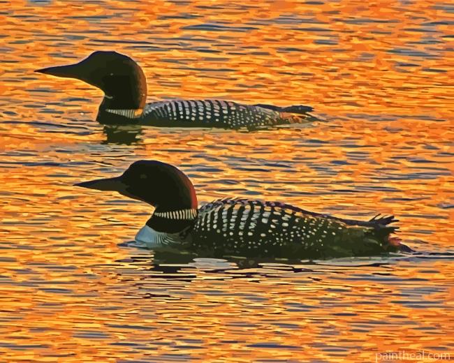 Aquatic Loons At Sunset Painting By Numbers Kits