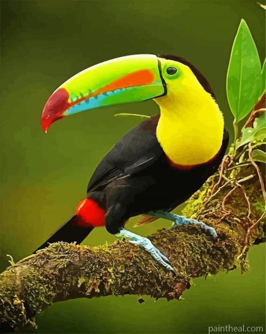 Tucan Bird On Branch Painting By Numbers Kits