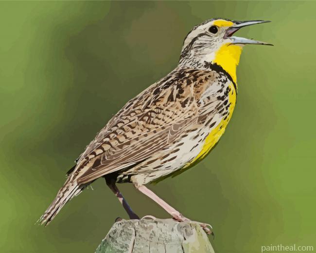 Meadowlark Bird Painting By Numbers Kits