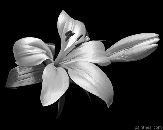 Aesthetic Black And White Flower Painting By Numbers Kits