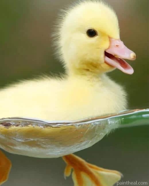 Baby Duck In Water Painting By Numbers Kits