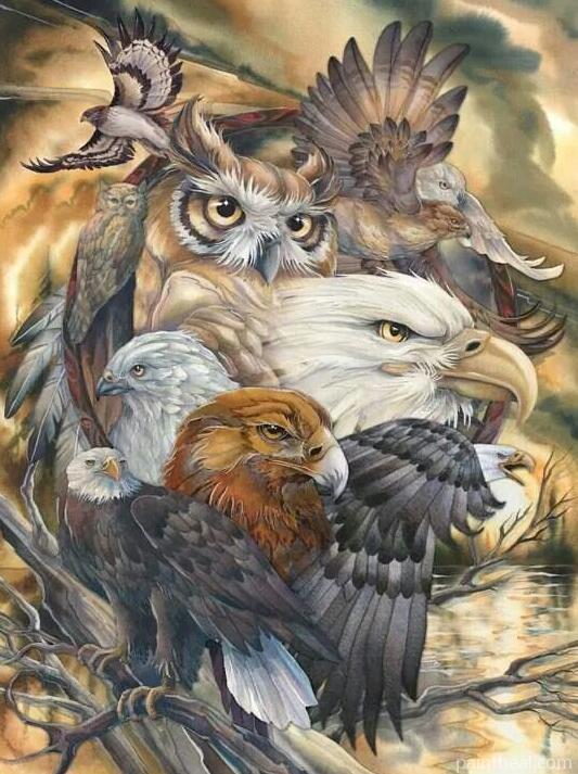 Accipitriformes Birds Painting By Numbers Kits
