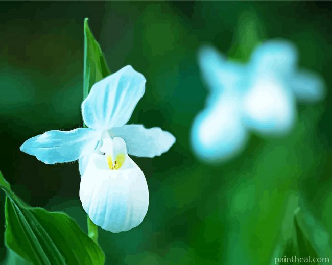 White Lady Slipper Orchids Painting By Numbers Kits