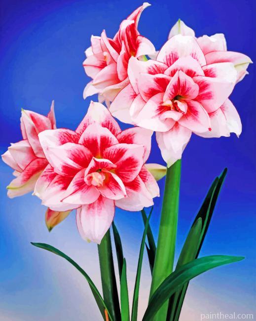Amaryllis Flower Painting By Numbers Kits