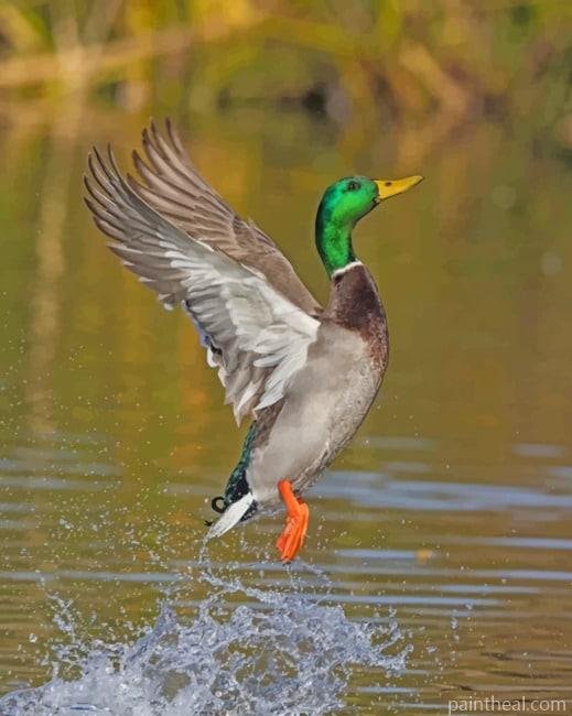 Mallard Flying Painting By Numbers Kits