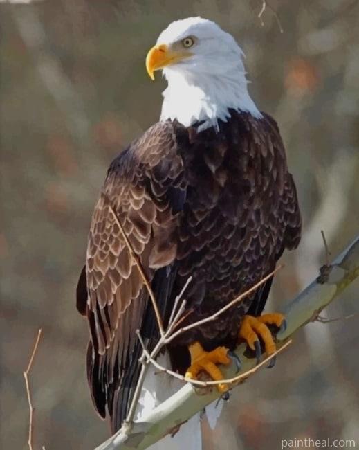 Northern Bald Eagle Painting By Numbers Kits