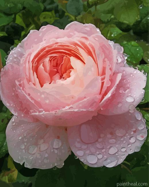 Wonderful Queen Rose Painting By Numbers Kits
