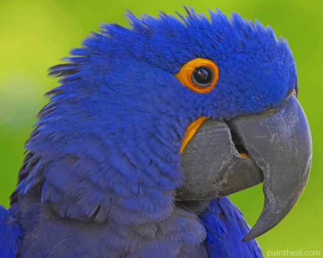 Blue Beak Parrot Painting By Numbers Kits