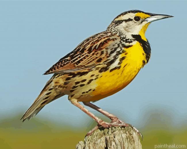 Western Meadowlark Painting By Numbers Kits