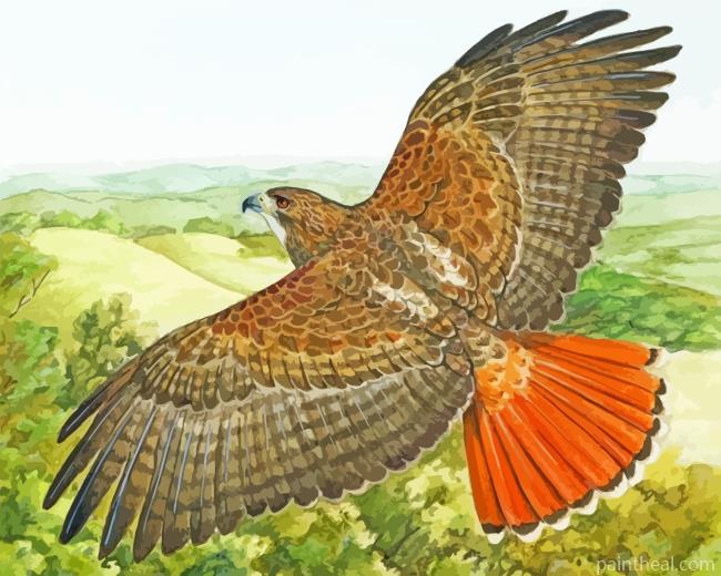 Hawk Bird Flying Painting By Numbers Kits