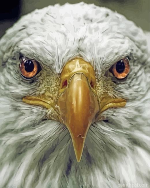 Aesthetic Eagle Eyes Painting By Numbers Kits