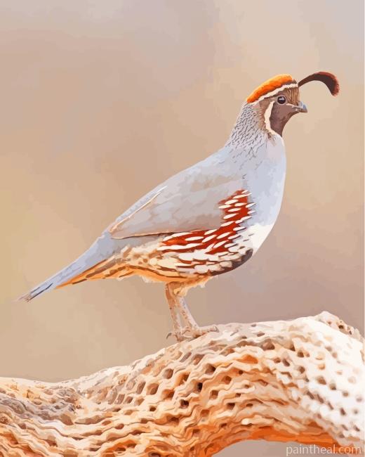Common Quail Bird Painting By Numbers Kits