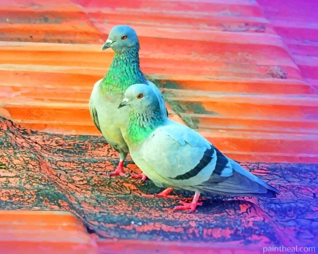 Pigeon Birds Painting By Numbers Kits