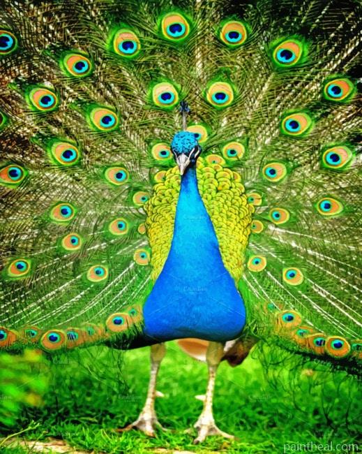 Peafowl Painting By Numbers Kits