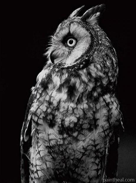Black and White Owl Painting By Numbers Kits