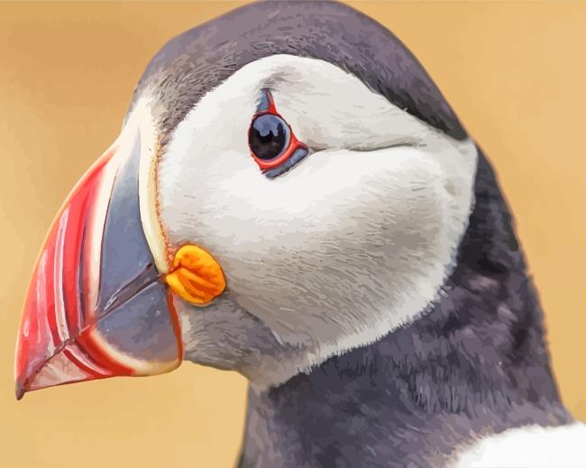 Puffin Bird Head Painting By Numbers Kits