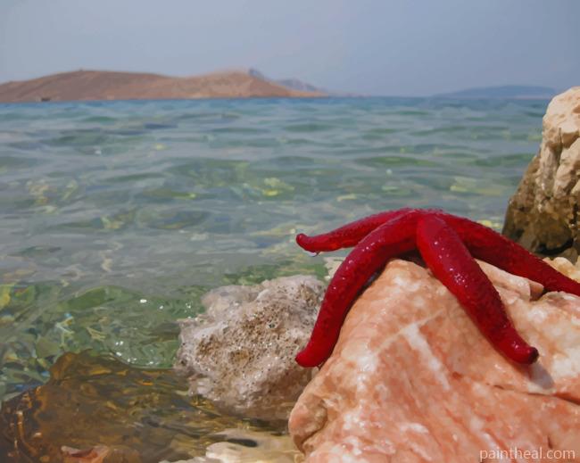 Starfish On Shore Rocks Painting By Numbers Kits