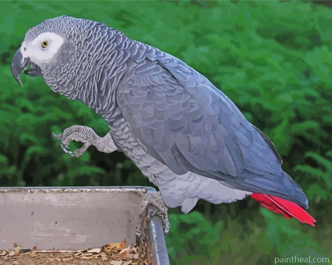 African Grey Parrot Illustration Painting By Numbers Kits