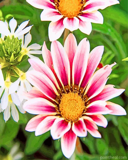 African Daisies Gazania Painting By Numbers Kits