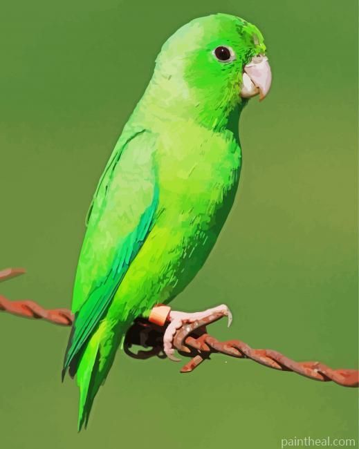 Green Parrotlet Painting By Numbers Kits