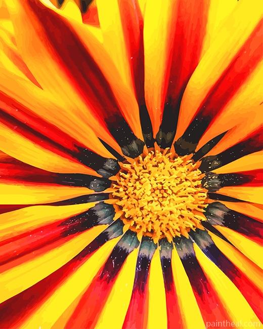 Gazania Painting By Numbers Kits