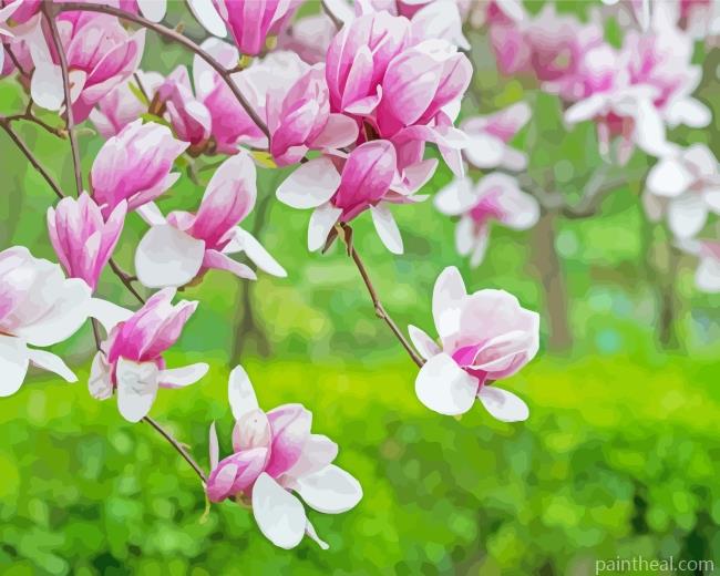 Pink White Magnolia Painting By Numbers Kits