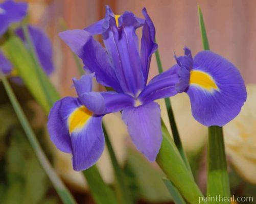 Purple Iris Flower Painting By Numbers Kits