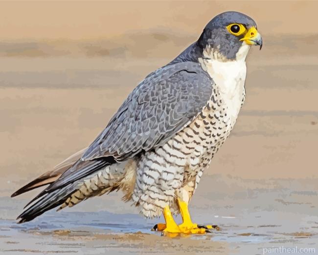 Falcon Bird Painting By Numbers Kits