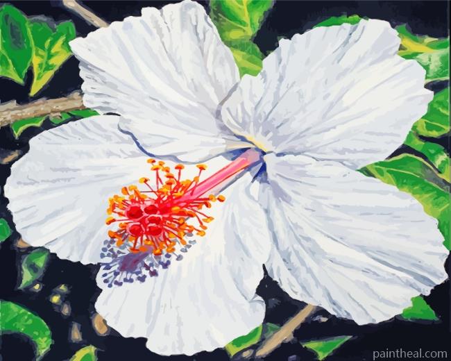 White Hibiscus Flower Art Painting By Numbers Kits