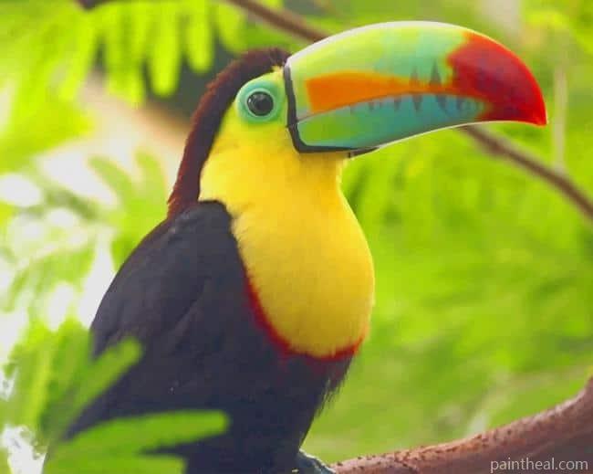 Tucan Bird Painting By Numbers Kits