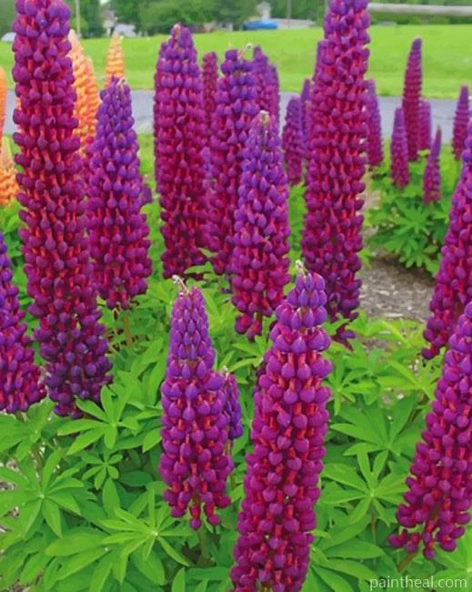 Velvet Lupine Flowers Painting By Numbers Kits