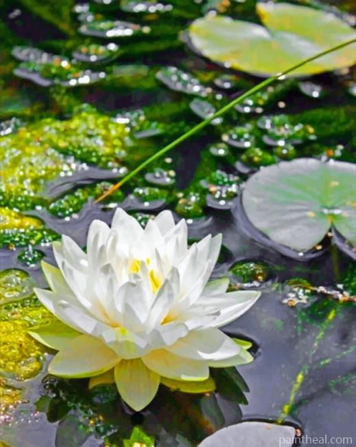 White Lotus Painting By Numbers Kits