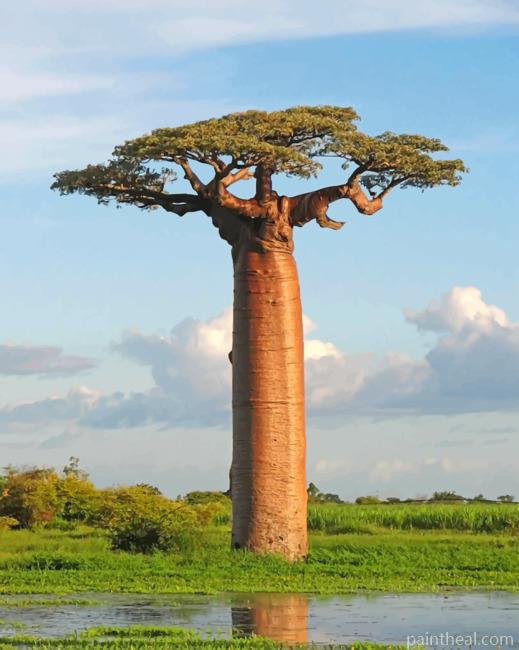 Baobab Tree Painting By Numbers Kits