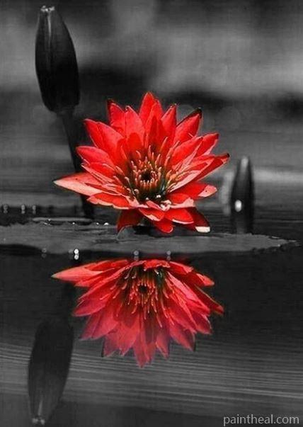 Red Black Flower On Water – 5D Diamond Painting Painting By Numbers Kits
