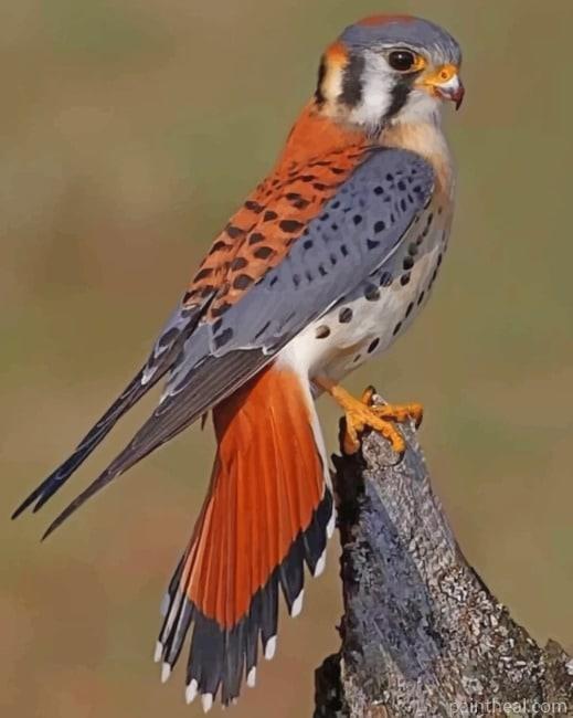 American kestrel Bird Painting By Numbers Kits