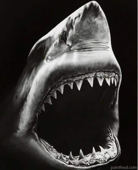 Black And White Shark Painting By Numbers Kits