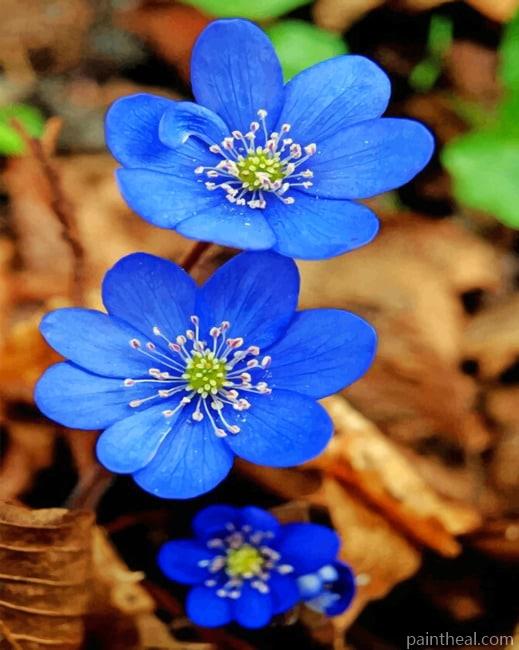 Hepatica Flowers Painting By Numbers Kits