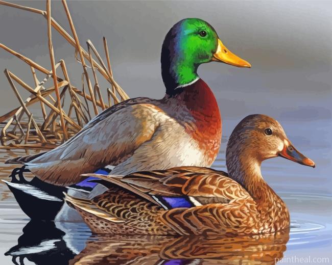 Male And Female Mallard Duck Painting By Numbers Kits
