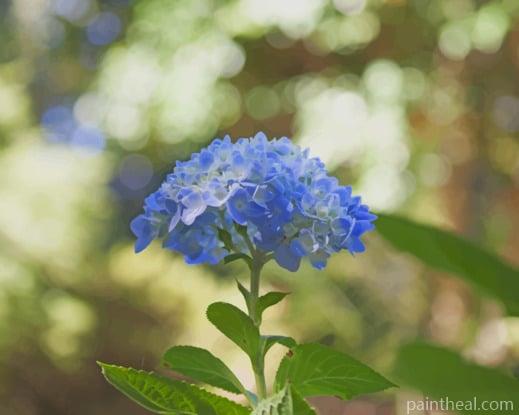 Blue Hydrangea Flower Painting By Numbers Kits