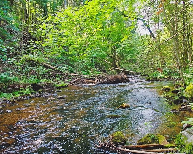 Riparian Forest Painting By Numbers Kits