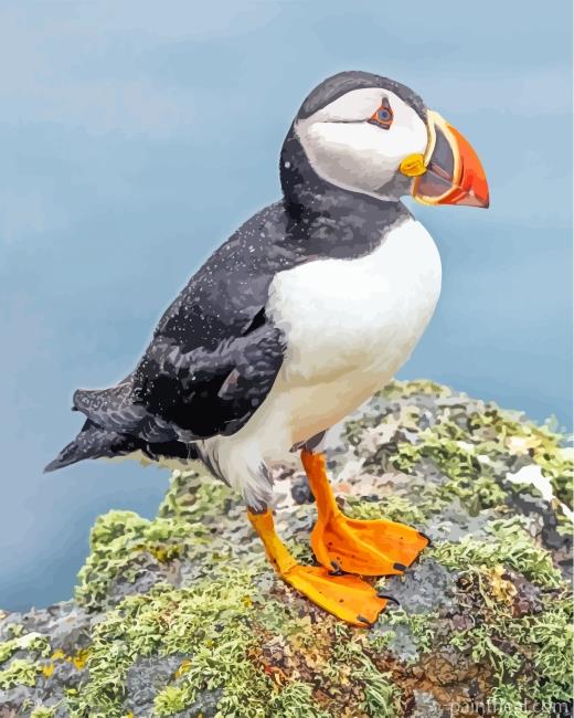 Puffin Bird Animal Painting By Numbers Kits