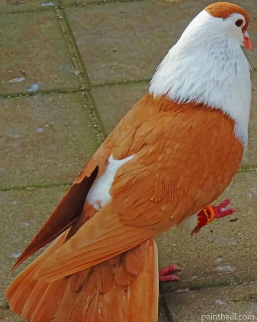 Antwerp Smerle Pigeon Painting By Numbers Kits