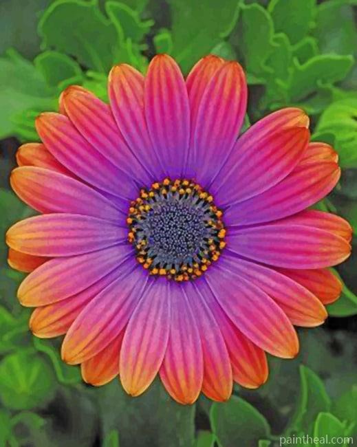 African Daisy Flower Painting By Numbers Kits